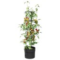 VidaXL Hodowca pomidorów Czarny Ø 32 x 127 cm PP