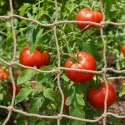 VidaXL Siatka wsparcia roślin z juty naturalny 1 x 10 m