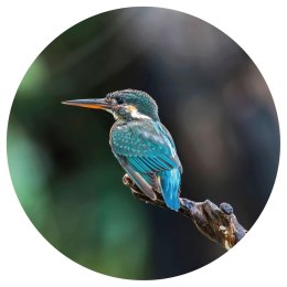 OKRĄGŁA FOTOTAPETA THE KINGFISHER 142,5CM