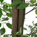SZTUCZNA ROŚLINA FICUS 2016 LIŚCIE 300CM ZIELONY