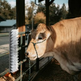 SZCZOTKI DO BYDŁA MONTOWANE NA ŚCIANIE 50X10X6.5CM