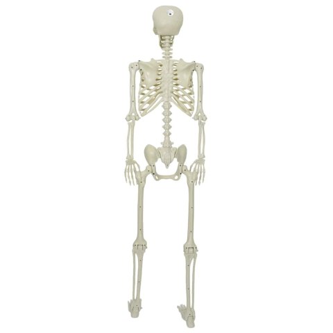 SZKIELET HALLOWEEN BIAŁY 155X38.5CM Z TWORZYWA SZTUCZNEGO