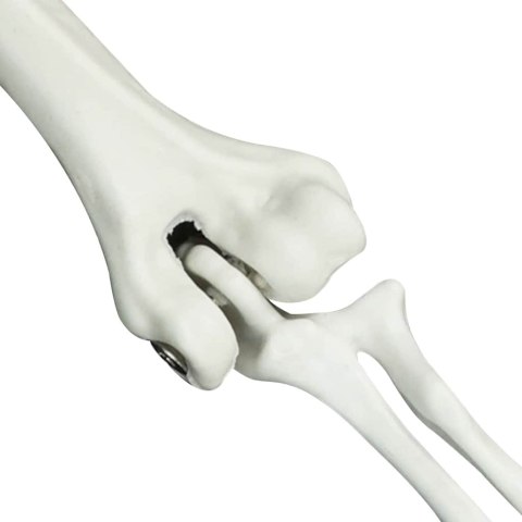 VidaXL Szkielet Halloween z kolcami na ziemi Biały 45,5 x 13 cm